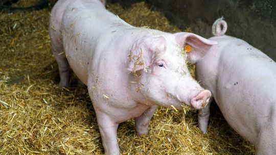 Ceny skupu świń rzeźnych (07.08.2022)