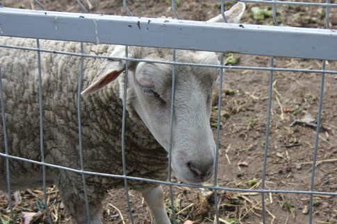 Ceny referencyjne wieprzowiny, wołowiny i baraniny w Polsce i UE (19.06.2016)
