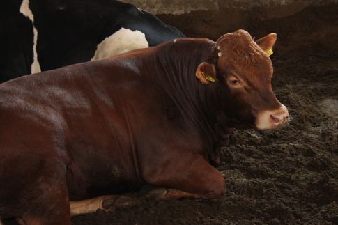 Rynek mięsa w Polsce (07.08.2016)
