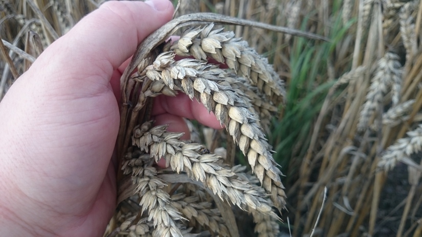 Notowania zbóż i oleistych. Pszenica w USA z nowym 10-letnim, a kukurydza z 6-letnim dołkiem notowań (29.08.2016)