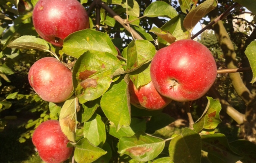 Ceny jabłek, malin, brzoskwiń i śliwek w Polsce (16-23.09.2014)