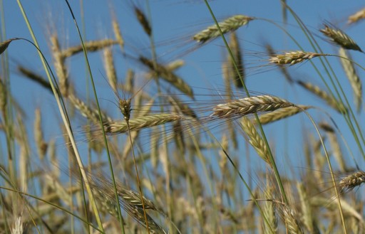 Ceny zbóż na giełdach towarowych (14.08.2016)