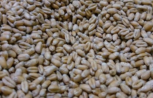 Przeceny na rynku pszenicy zachęciły Egipt do zakupów