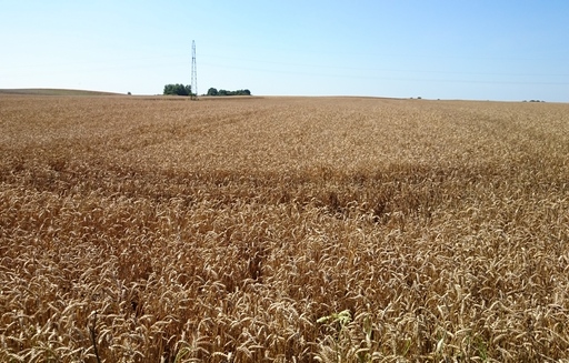 Ceny zbóż w Polsce na tle UE (27.09.2015)