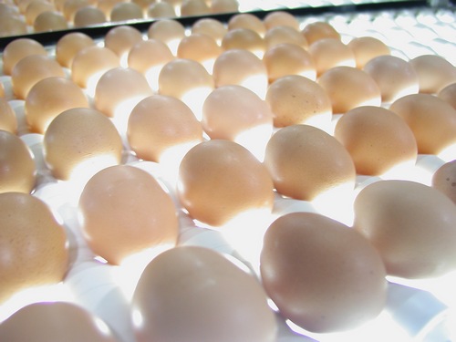 Ceny kurcząt całych i jaj konsumpcyjnych w UE i Polsce (7.11.2016)