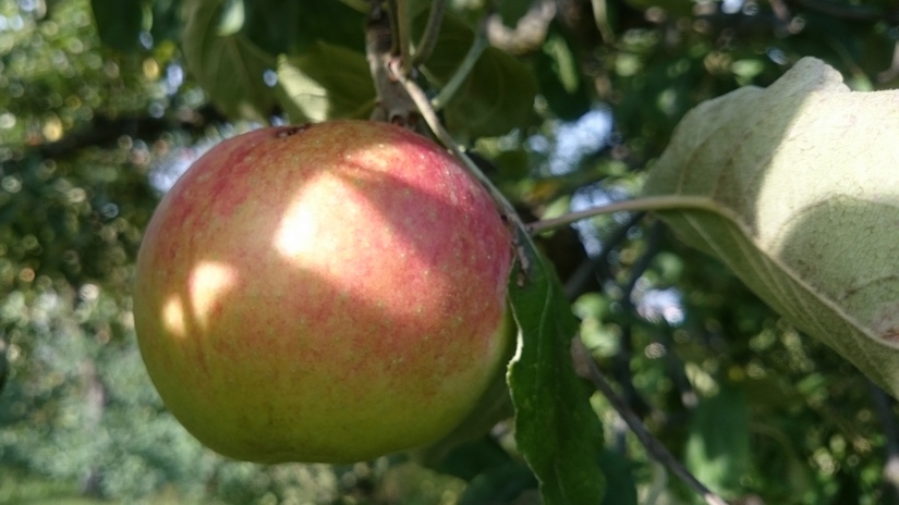 W Polsce nadal wysokie zapasy jabłek  deserowych