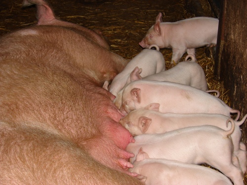 Ceny skupu świń rzeźnych (22.10.2023)