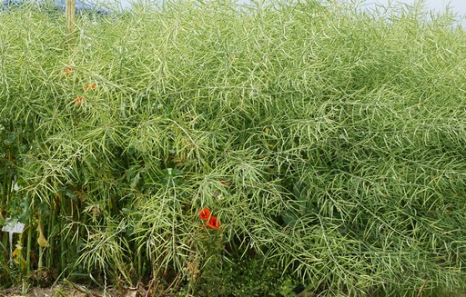 Ceny rzepaku znów nieznacznie w górę (28.08.2016)