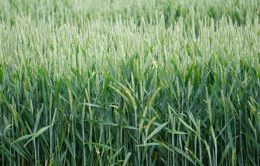 Ceny zbóż na giełdach towarowych (25.06.2023)