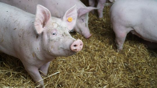 Ceny skupu świń rzeźnych (12.06.2022)
