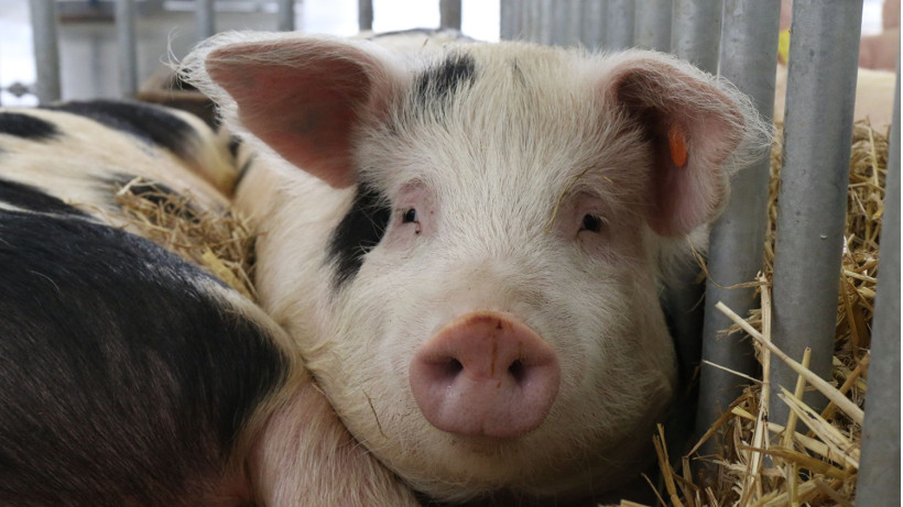 Producenci świń z terenów objętych ASF mogą ubiegać się o nieoprocentowaną pożyczkę na spłatę zobowiązań cywilnoprawnych