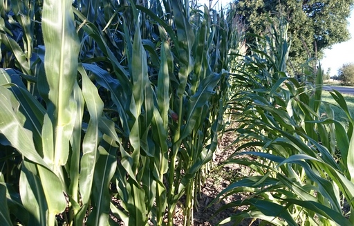 Notowania zbóż i oleistych. Na CBoT kontrakty na zboża i oleiste zaliczają kolejne szczyty (8.06.2016)