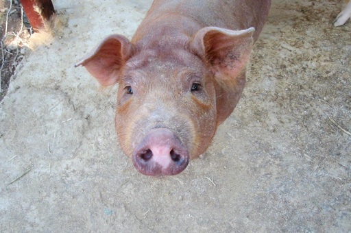 W ubiegłym roku z chowu świń zrezygnowało 30% gospodarstw