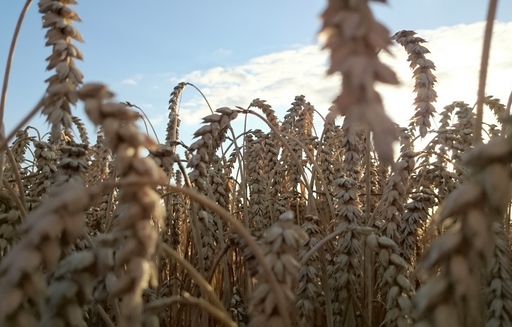 Ceny zbóż na giełdach towarowych (28.05.2023)