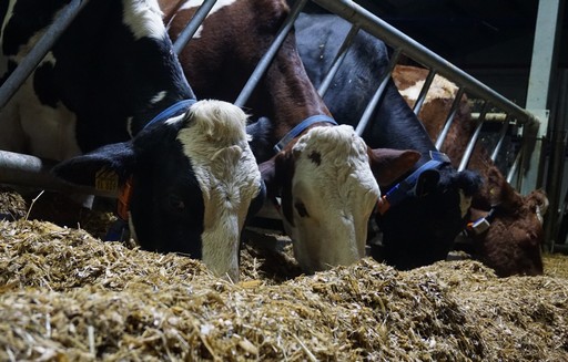 W sierpniu wzrosły ceny pasz dla bydła