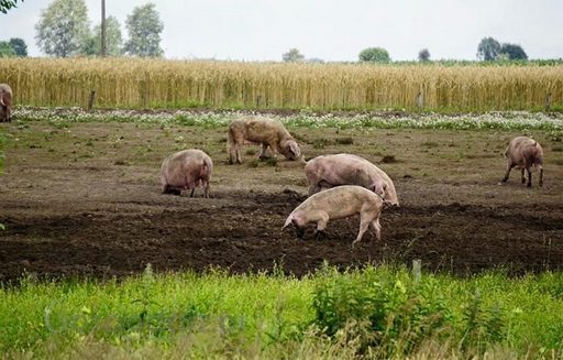 Ceny żywca wołowego, wieprzowego i drobiowego (29.05.2022)