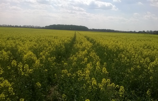 Ceny rzepaku i produktów jego przerobu (9.11.2025)