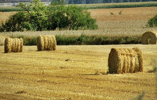 Rynek zbóż w Polsce i na świecie (14-20.07.2014)
