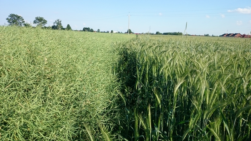 Rzepak korzystał ze wzrostów na rynku olejów roślinnych