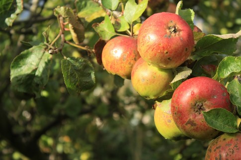 Ceny jabłek i gruszek w Polsce (14-21.10.2014)