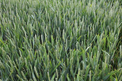 Notowania zbóż i oleistych. USDA progozuje wzrost zapasów pszenicy (9.02.2016)
