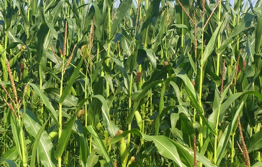 Notowania zbóż i oleistych. Lekkie spadki na giełdach, drożała kukurydza (27.04.2016)