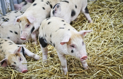 Ceny żywca wołowego, wieprzowego i drobiowego (10.07.2022)