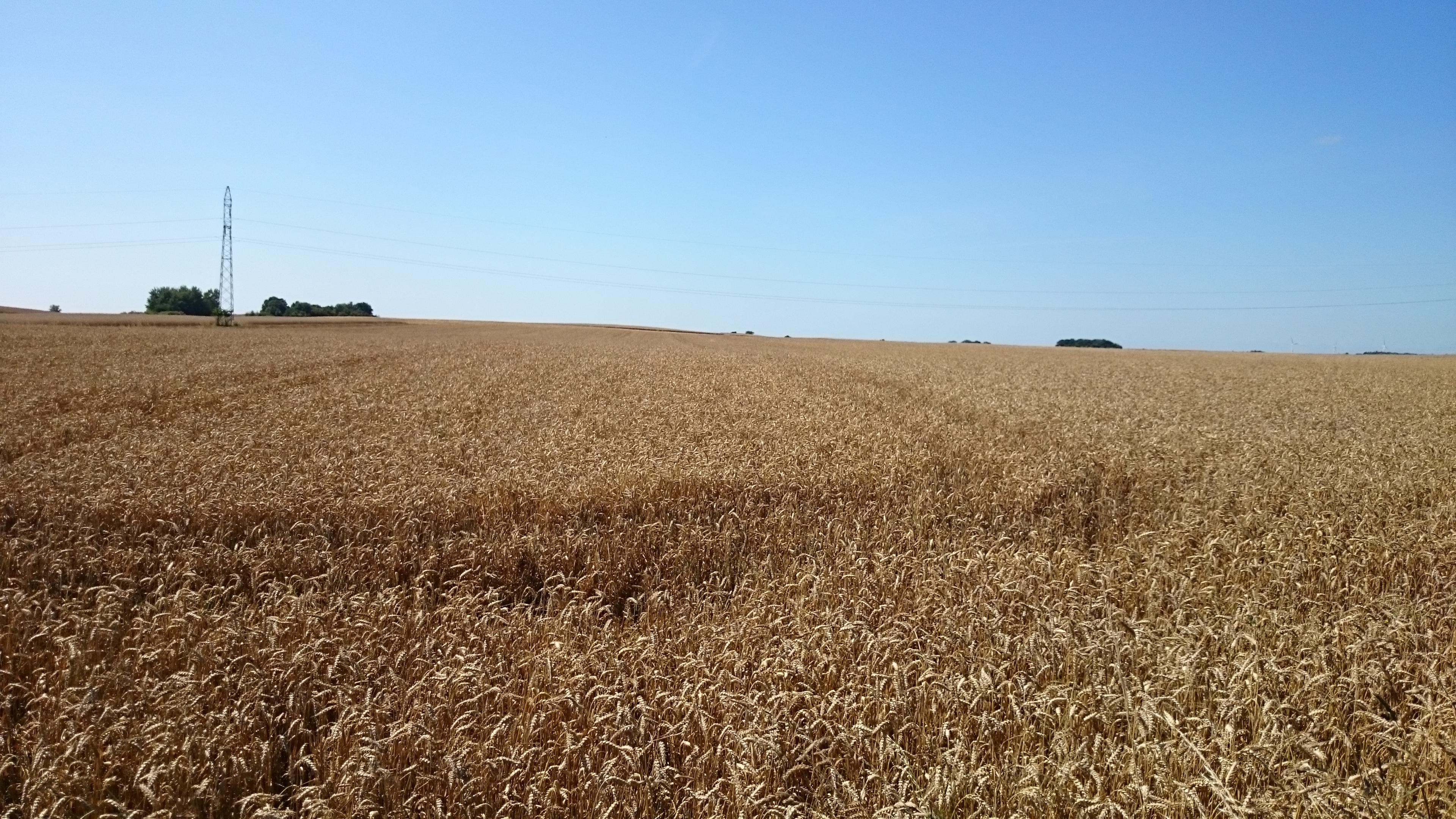 Ceny zbóż spadają. Pszenica po 600 zł/t, kukurydza za 700 zł/t