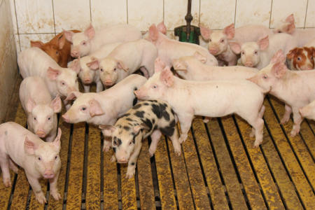 Ceny skupu świń rzeźnych (31.07.2022)