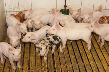 Ceny żywca wieprzowego, wołowego i drobiowego (16.02.2025)