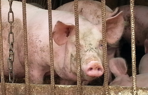 Ceny skupu świń rzeźnych (15.01.2023)