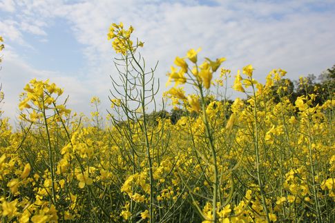 Ceny rzepaku i produktów jego przerobu (30.11.2025)