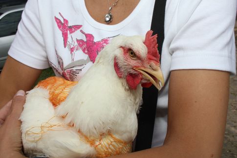 Ceny drobiu w Polsce (2.10.2016)