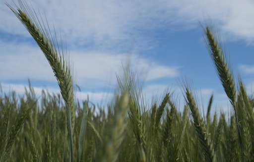 Spadek produkcji zbóż przy jednoczesnej rekordowej konsumpcji w sezonie 2017/2018