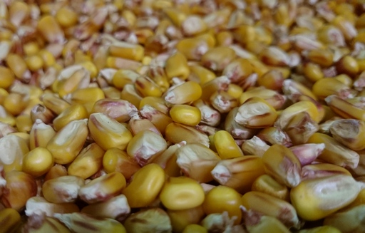 Ceny zbóż w skupie. Kukurydza odbija w górę, pszenica też