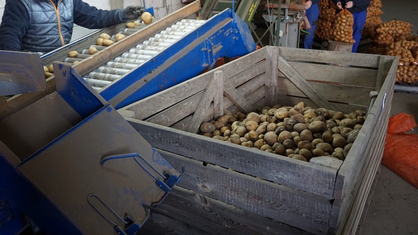 Wysokie ceny polskich ziemniaków