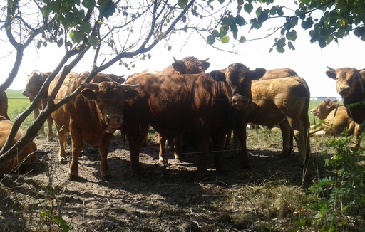 Ceny żywca wieprzowego, wołowego i drobiowego (21.05.2023)