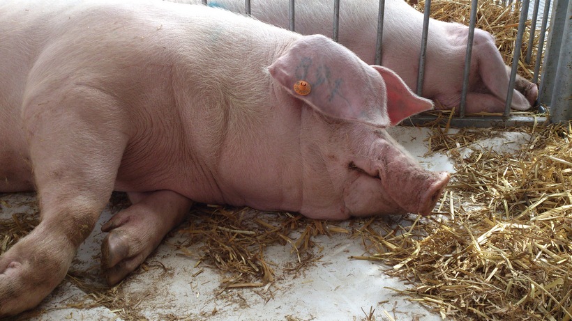 Ceny skupu świń rzeźnych znów w dół. Tylko klasa S i E powyżej 5 zł/t