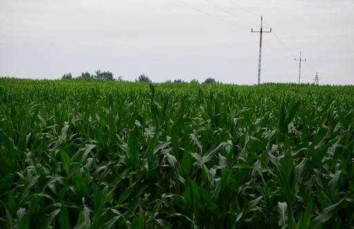 A. Bąk: Notowania amerykańskich zbóż i soi poruszają się po równi pochyłej