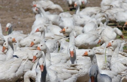 Ceny żywca wołowego, wieprzowego i drobiowego (23.10.2016)