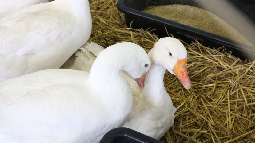 ARiMR: wsparcie dla gospodarstw dotkniętych ptasią grypą