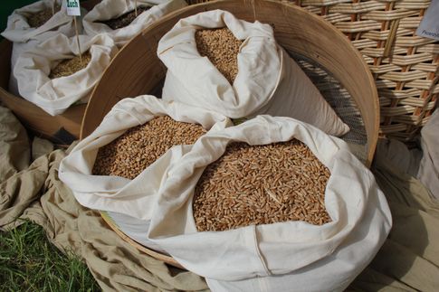 Notowania zbóż i oleistych. W Chicago zboża pogłębiły wieloletnie minima (30.08.2016)