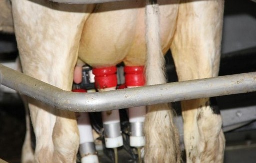 Ceny skupu mleka w UE