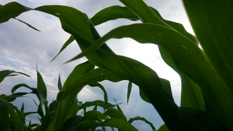 Globalne zbiory kukurydzy