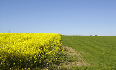 Ceny rzepaku i produktów jego przerobu (14.12.2025)