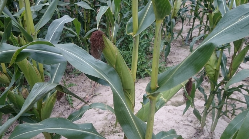 Minimalny spadek cen kukurydzy