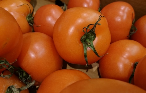 Prognozy produkcji pomidorów