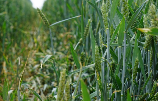 Ceny zbóż w Polsce. Spadki cen pszenicy konsumpcyjnej i kukurydzy na koniec roku