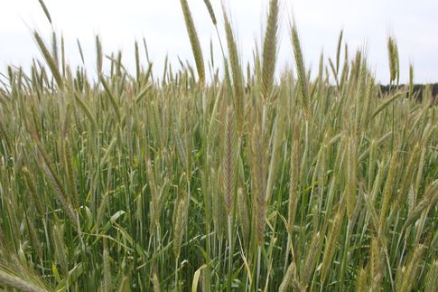 W środę notowania giełdowe zbóż odbiły w górę (23.04.2013)