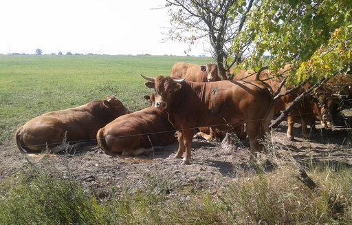 Prognoza cen skupu bydła do marca 2018 r.